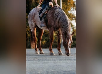 American Quarter Horse, Castrone, 5 Anni, 150 cm, Roano rosso