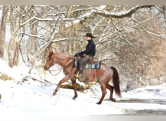 American Quarter Horse, Castrone, 5 Anni, 150 cm, Roano rosso