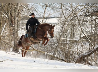 American Quarter Horse, Castrone, 5 Anni, 150 cm, Roano rosso