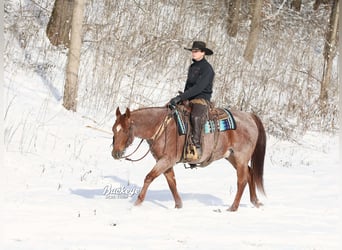 American Quarter Horse, Castrone, 5 Anni, 150 cm, Roano rosso