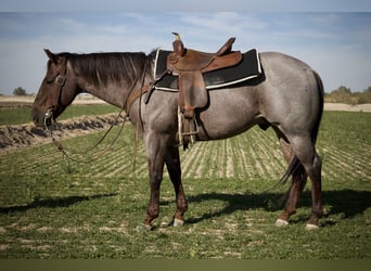 American Quarter Horse, Castrone, 5 Anni, 150 cm, Roano rosso