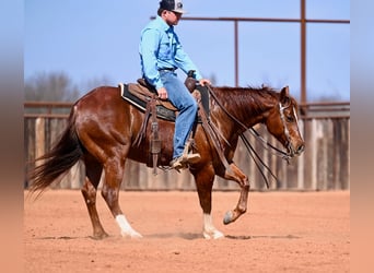 American Quarter Horse, Castrone, 5 Anni, 150 cm, Sauro ciliegia