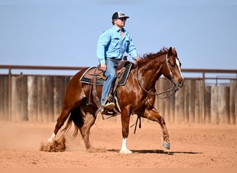 American Quarter Horse, Castrone, 5 Anni, 150 cm, Sauro ciliegia
