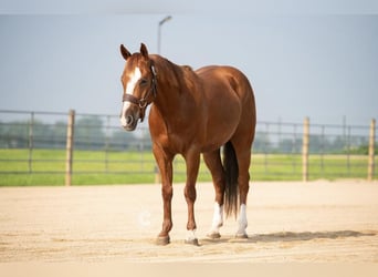 American Quarter Horse, Castrone, 5 Anni, 150 cm, Sauro ciliegia
