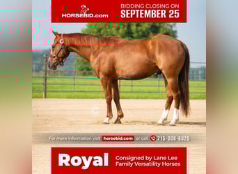 American Quarter Horse, Castrone, 5 Anni, 150 cm, Sauro ciliegia