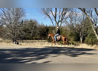 American Quarter Horse, Castrone, 5 Anni, 150 cm, Sauro ciliegia