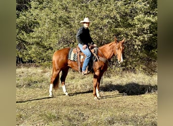 American Quarter Horse, Castrone, 5 Anni, 150 cm, Sauro ciliegia