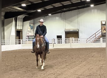 American Quarter Horse, Castrone, 5 Anni, 150 cm, Sauro ciliegia