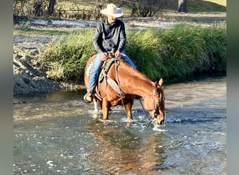 American Quarter Horse, Castrone, 5 Anni, 150 cm, Sauro ciliegia