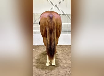 American Quarter Horse, Castrone, 5 Anni, 150 cm, Sauro ciliegia