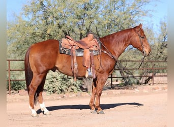American Quarter Horse, Castrone, 5 Anni, 150 cm, Sauro ciliegia
