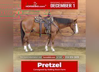 American Quarter Horse, Castrone, 5 Anni, 150 cm, Sauro ciliegia