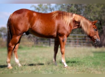 American Quarter Horse, Castrone, 5 Anni, 150 cm, Sauro ciliegia