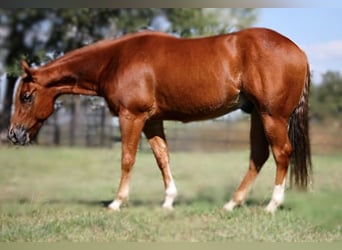 American Quarter Horse, Castrone, 5 Anni, 150 cm, Sauro ciliegia