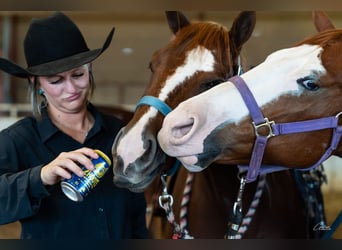 American Quarter Horse, Castrone, 5 Anni, 150 cm, Sauro ciliegia