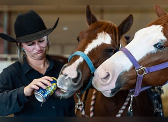 American Quarter Horse, Castrone, 5 Anni, 150 cm, Sauro ciliegia