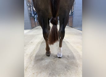 American Quarter Horse, Castrone, 5 Anni, 150 cm, Sauro scuro