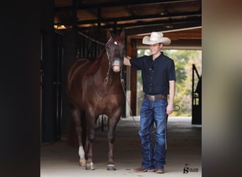 American Quarter Horse, Castrone, 5 Anni, 150 cm, Sauro scuro