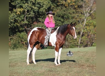 American Quarter Horse, Castrone, 5 Anni, 151 cm, Tobiano-tutti i colori
