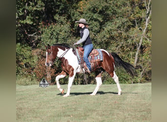 American Quarter Horse, Castrone, 5 Anni, 151 cm, Tobiano-tutti i colori