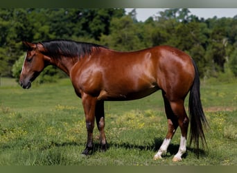 American Quarter Horse, Castrone, 5 Anni, 152 cm, Baio ciliegia