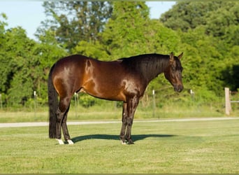 American Quarter Horse, Castrone, 5 Anni, 152 cm, Baio ciliegia