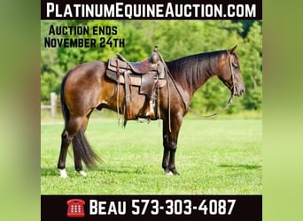 American Quarter Horse, Castrone, 5 Anni, 152 cm, Baio ciliegia