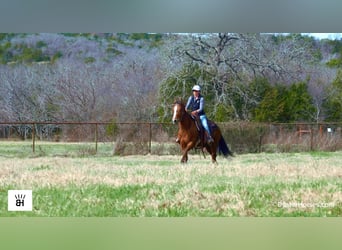 American Quarter Horse, Castrone, 5 Anni, 152 cm, Baio ciliegia