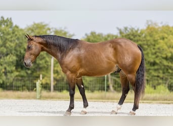 American Quarter Horse, Castrone, 5 Anni, 152 cm, Baio ciliegia