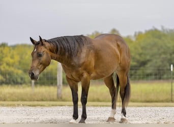 American Quarter Horse, Castrone, 5 Anni, 152 cm, Baio ciliegia