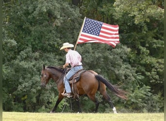 American Quarter Horse, Castrone, 5 Anni, 152 cm, Baio ciliegia