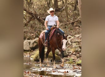 American Quarter Horse, Castrone, 5 Anni, 152 cm, Baio ciliegia