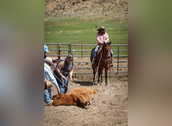American Quarter Horse, Castrone, 5 Anni, 152 cm, Baio ciliegia