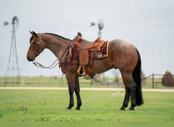 American Quarter Horse, Castrone, 5 Anni, 152 cm, Baio roano