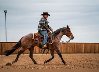 American Quarter Horse, Castrone, 5 Anni, 152 cm, Baio roano