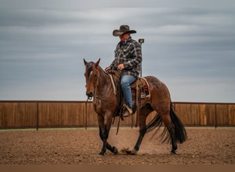American Quarter Horse, Castrone, 5 Anni, 152 cm, Baio roano