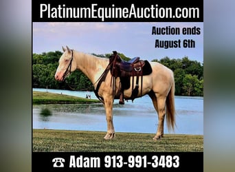 American Quarter Horse, Castrone, 5 Anni, 152 cm, Cremello