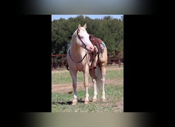 American Quarter Horse, Castrone, 5 Anni, 152 cm, Cremello