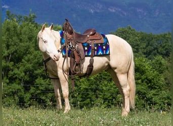 American Quarter Horse, Castrone, 5 Anni, 152 cm, Cremello