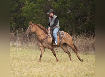 American Quarter Horse, Castrone, 5 Anni, 152 cm, Falbo