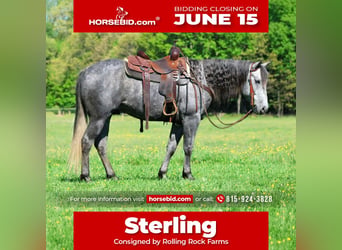 American Quarter Horse, Castrone, 5 Anni, 152 cm, Grigio