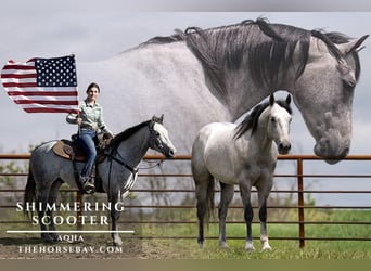 American Quarter Horse, Castrone, 5 Anni, 152 cm, Grigio