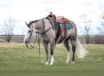 American Quarter Horse, Castrone, 5 Anni, 152 cm, Grigio