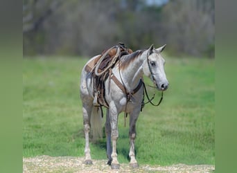 American Quarter Horse, Castrone, 5 Anni, 152 cm, Grigio