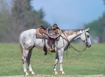 American Quarter Horse, Castrone, 5 Anni, 152 cm, Grigio