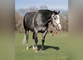 American Quarter Horse, Castrone, 5 Anni, 152 cm, Grigio