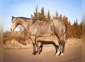 American Quarter Horse, Castrone, 5 Anni, 152 cm, Grigio