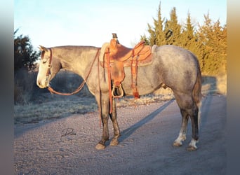 American Quarter Horse, Castrone, 5 Anni, 152 cm, Grigio