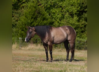 American Quarter Horse, Castrone, 5 Anni, 152 cm, Grullo