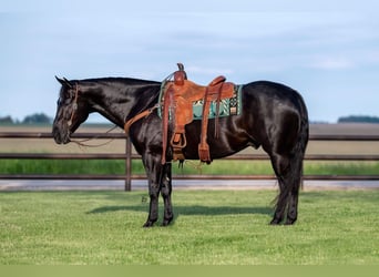 American Quarter Horse, Castrone, 5 Anni, 152 cm, Morello